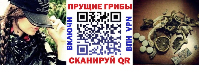 Купить  Псков  Галлюциногенные грибы Psilocybine cubensis 